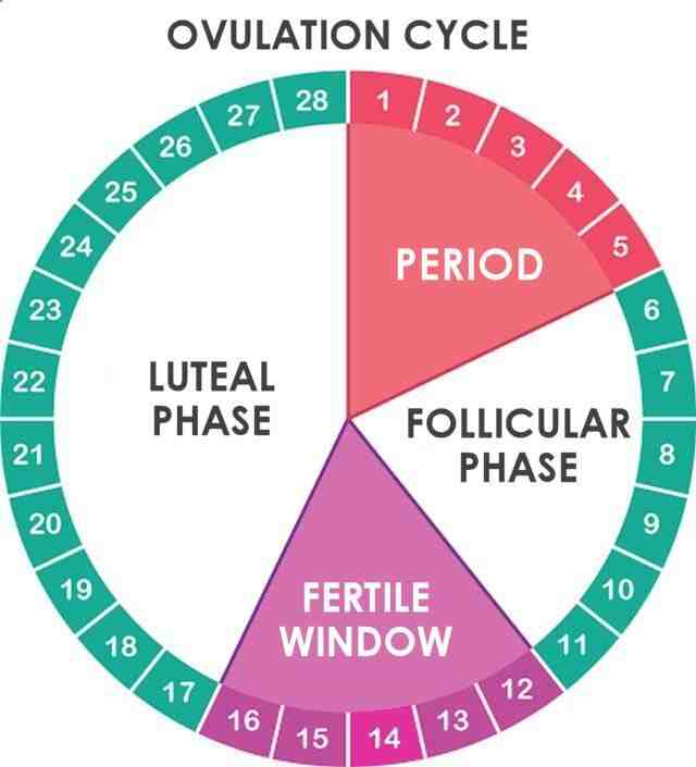 Le calendrier d'ovulation : connaître sa période fertile